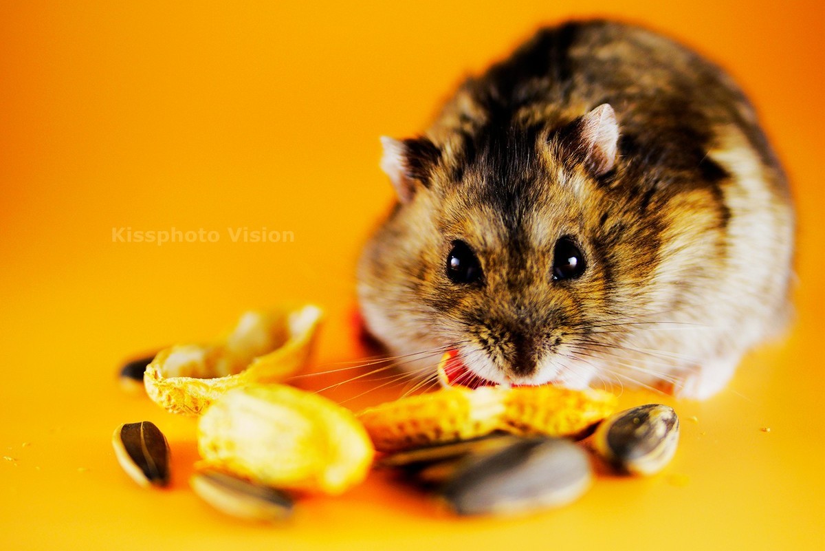 玩出微距新高度—美科MK-MT24閃光燈體驗(yàn)