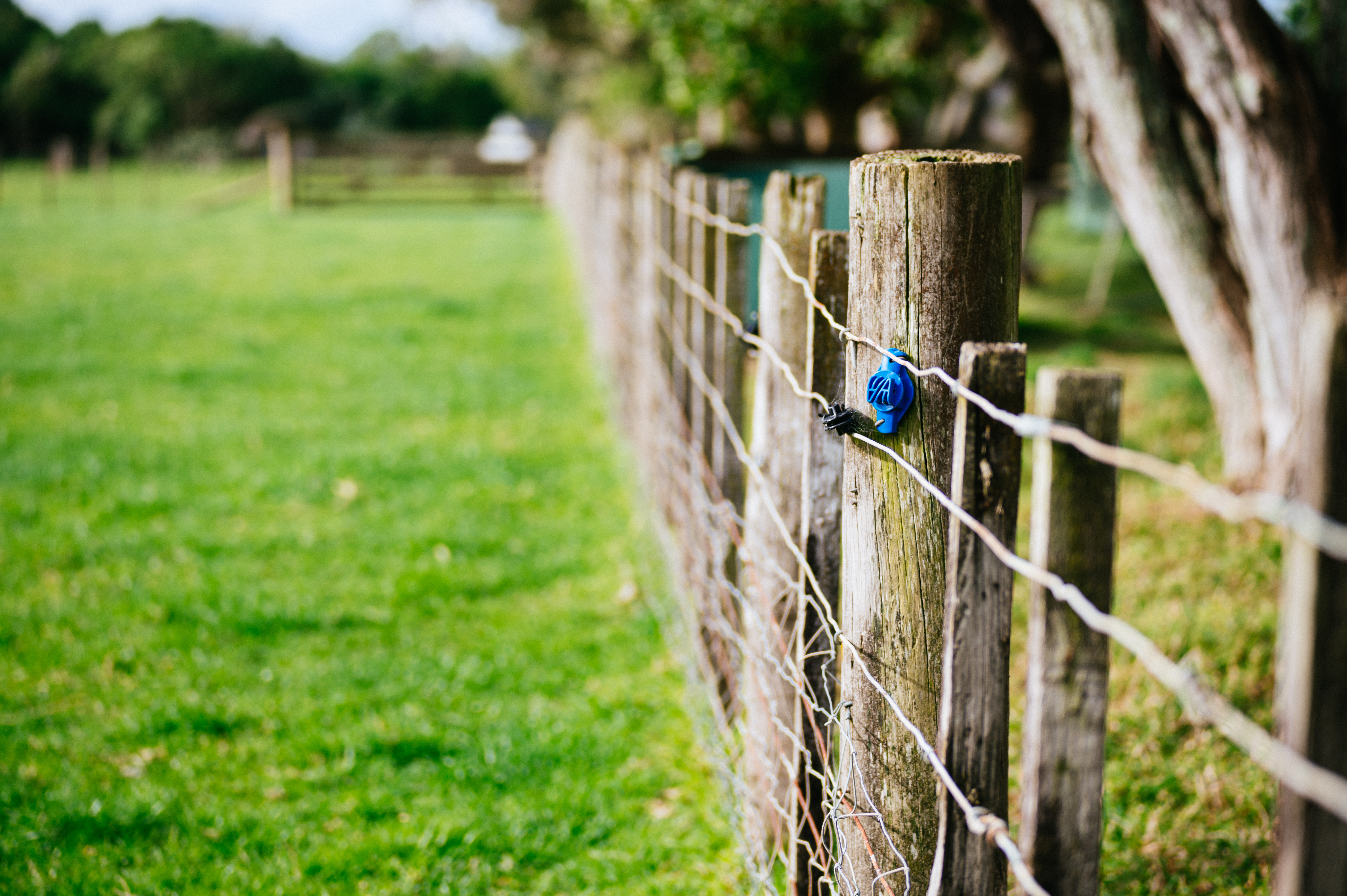 Meike-85-28-Macro-攝影師：Richard-Wong